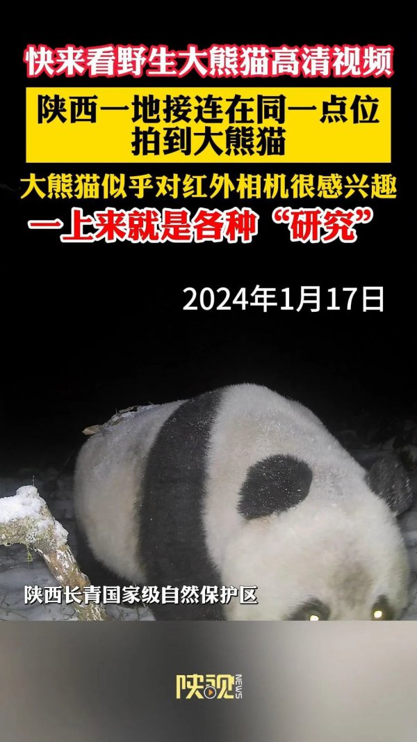 今天的新闻有哪些 爱“磋磨”镜头，秦岭并吞所在屡次拍到多只野生大熊猫